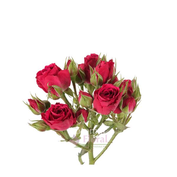 Lovely Lydia - Spray Rose Hot Pink - Potomac Floral Wholesale